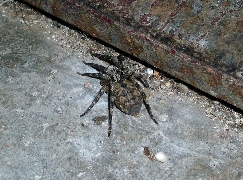 Zoropsis spinimana - Cassano Magnago (VA)